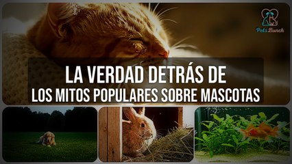 La Verdad Detrás de los Mitos Populares sobre Mascotas | ¡Desmontando Creencias!