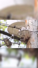 The Fury of Nature: Drone vs. Wasp Nest