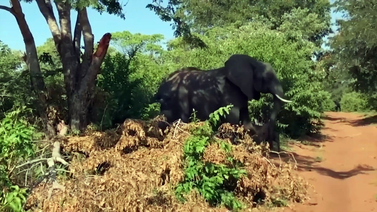 When Animals Go on a Rampage and Get Caught on Camera