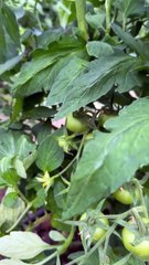 Wrong rope wrapping process for tomatoes