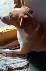VÍDEO: Doguinho acorda com frio e se recusa a tomar banho