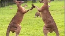 Kangaroo fight