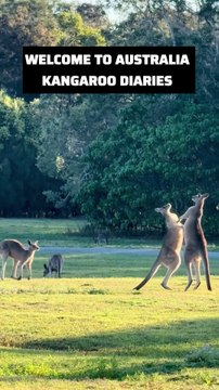 Kangaroos in Australia fighting