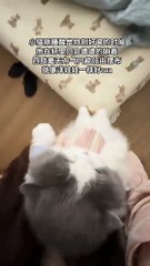 My cat just woke up looking like a doll 💖🐱