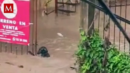 Pequeño héroe en la tormenta: la historia de un perrito atrapado en las inundaciones de Veracruz