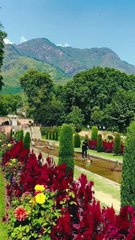 🌷 A cloudy dream where Mughal blooms meet forest mists — pure Kashmir serenity