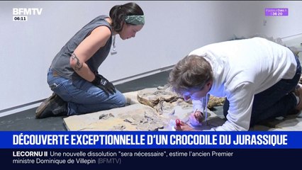 Découverte exceptionnelle d'un squelette de crocodile de  5m de long
