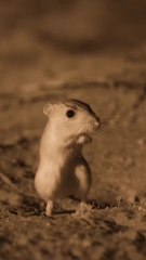 Kangaroo Rat: Desert hopper, seed stasher, survives without water.  Follow for more!
