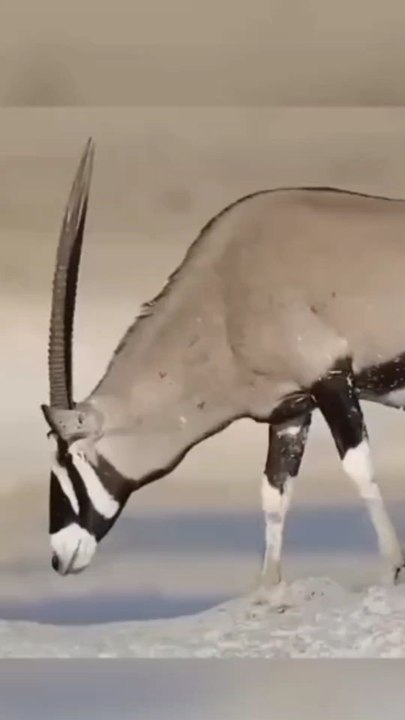 Fearless Honey Badger: Watch as this fearless honey badger faces antelope and lions in the wild! 🦡🦁🦌 Follow for more amazing wildlife moments!