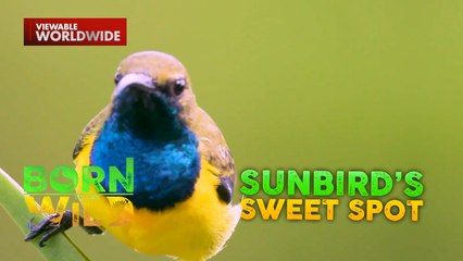 Mga ibong garden sunbird, suki ng isang kapehan sa Romblon? | Born to be Wild