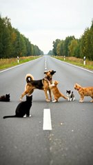 The Great Pet Heist: Dog, Kitten & the Stolen Phone 🐶📱😸