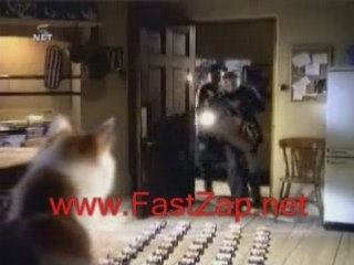 Home security cat and dog lol