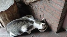 Hungry Stray Cat Fights His Fear for Food 😿🍽️ Heartwarming Moment! #shorts #cat #StrayCat #SweetCat #CuteCat #ViralCats #cute #fyp