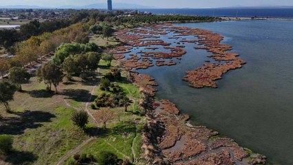 Tepeli pelikan, yalıçapkını ve flamingo: Çakalburnu Lagünü’nden sonbahar manzaraları