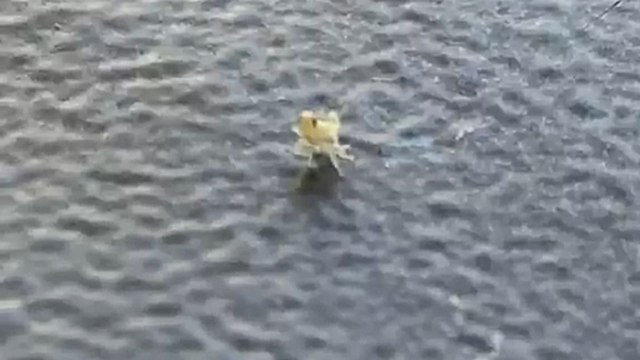 Tiny bug dances on the armrest like it is performing on a stage