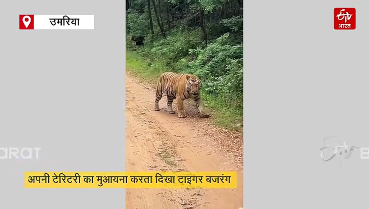 मस्तानी चाल देख रोमांचित हुए बजरंग के फैंस, अपनी टेरिटरी का मुआयना करता दिखा टाइगर