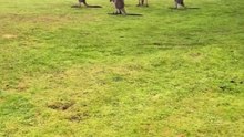 Kangaroo mob