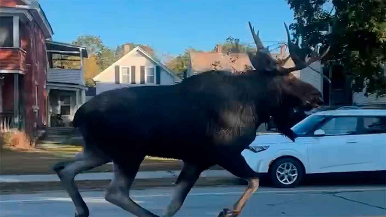 巨大なヘラジカ、ニューハンプシャー州の警察パトロールから逃走