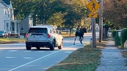 Riesiger Elch flieht vor Polizeistreife in New Hampshire