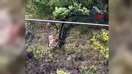 Kent merkezinde şaşırtan görüntü: Kurtlar şehre indi!