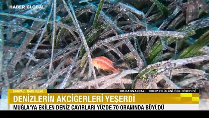 Denizlerin akciğerleri yeşerdi: Muğla'ya ekilen deniz çayırları yüzde 70 oranında büyüdü