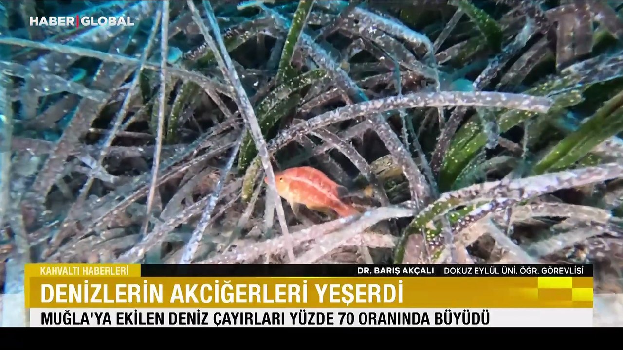 Denizlerin akciğerleri yeşerdi: Muğla'ya ekilen deniz çayırları yüzde 70 oranında büyüdü