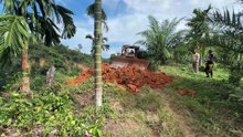 Road Maintenance in the Oil Palm Plantation, Bulldozer D6R XL Works Well