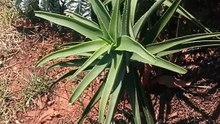 Simply nice plant from aloe vera species.