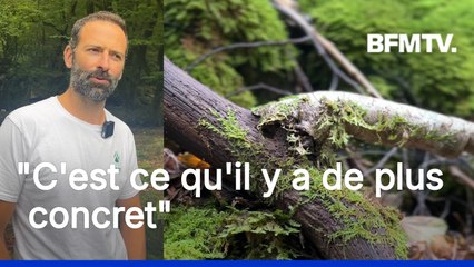 "Ne rien y faire": à la rencontre de Max qui a décidé d'acheter des parcelles de forêt pour relancer la biodiversité
