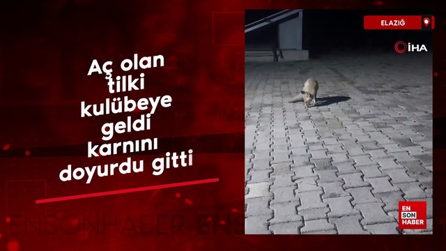 Elazığ'da aç olan tilki kulübeye geldi karnını doyurdu gitti