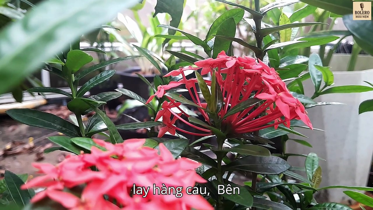 NỞ MỘT ĐOÁ TRANG – Bolero Hoài Niệm | Ca khúc Bolero Mới Nhất 2025 | Nhạc Vàng Trữ Tình Quê Hương