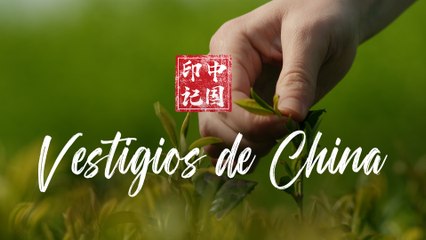 Vestigios de China II: El té