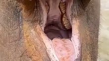 Feeding elephants apples