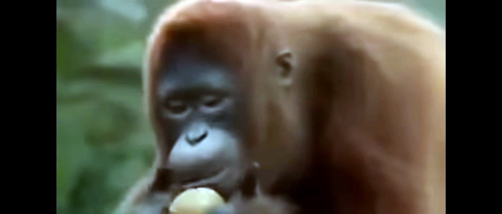 affentanz 2022-12-18-17-02-41-226