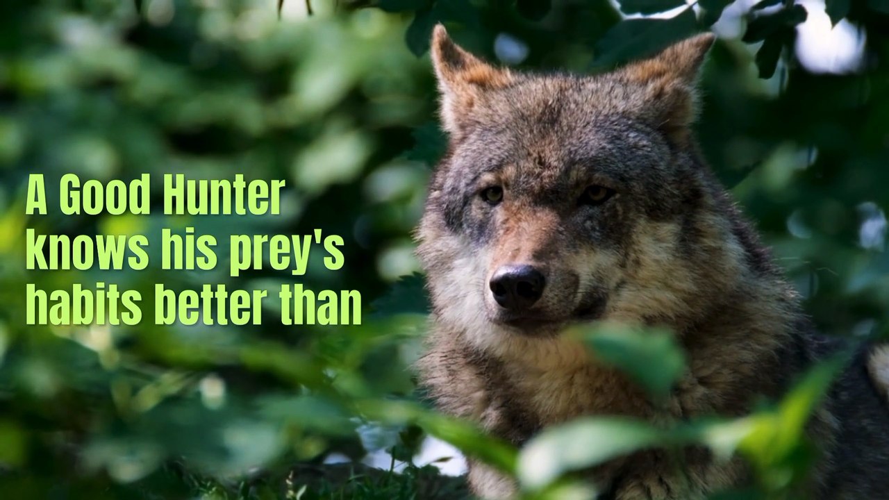 Sharp blades for hunting and outdoor activities , Avail all 30 product links mentioned in description