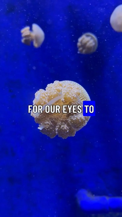 Did You Know  #DidYouKnow #FunFacts #WeirdFacts