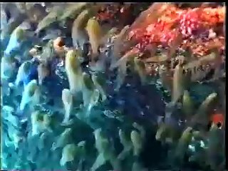 Coral Grief: The Ocean's Silent Sorrow 🌊 - thumbnail