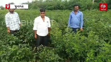 રાષ્ટ્રીય ધોરીમાર્ગ ખેડૂતો માટે ચિંતાનો વિષય, આના કારણે ખેડુતોનો પાક નિષ્ફળ જઈ શકે છે