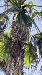Video impactante del helicóptero que cayó en Estados Unidos