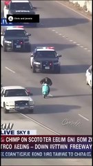 Insólito: chimpancé en motocicleta desata persecución policial en autopista de EE. UU. (Video)