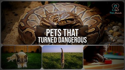 Pets That Turned Dangerous: True Stories