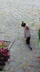 Dinner Done, So Off He Goes & Good Bye! #shorts #food #cat #FunnyCats #CuteCats #ViralCats #trending #animals#FunnyAnimals #fyp