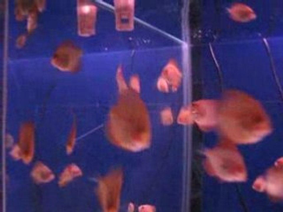 Discus Redmap Yavrular 62 günlük