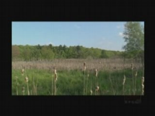 Cattails in the wild Relaxation Meditation