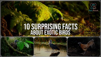 10 Mind-Blowing Facts About Exotic Birds