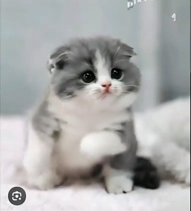 Funny Dancing Munchkin Cat