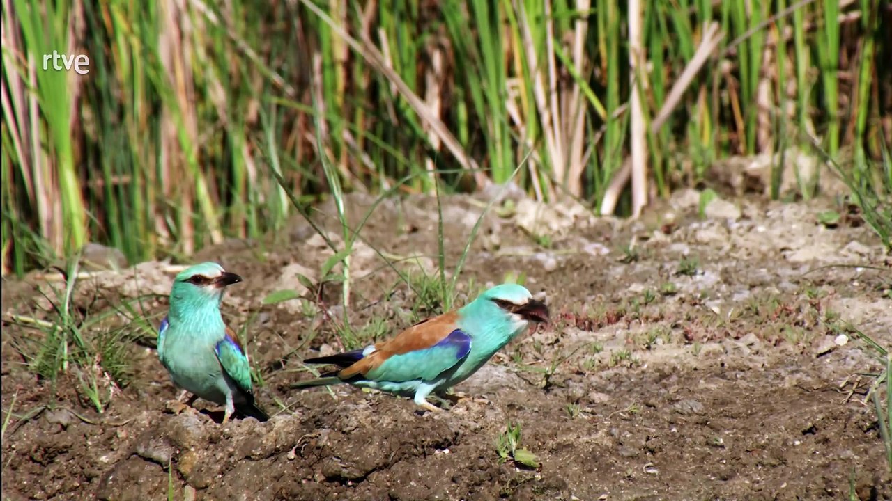 Bosque caducifolio