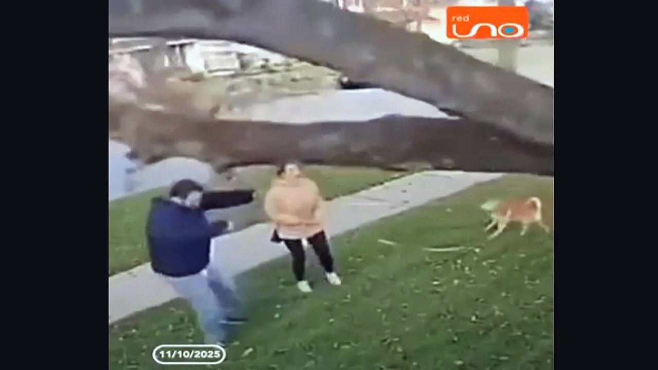 Heart-Stopping Moment A Couple and Their Dog Narrowly Avoid Being Crushed by a Falling Tree