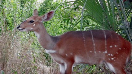 La jungla oscura. Selvas africanas