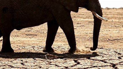Elephant Footstep ASMR: Powerful Yet Soothing Sounds of Giant Walks | Wild Elephant Demand